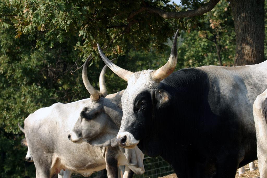 Fattoria Poggio Foco Willa Manciano Zewnętrze zdjęcie