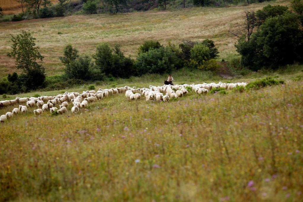 Fattoria Poggio Foco Willa Manciano Zewnętrze zdjęcie